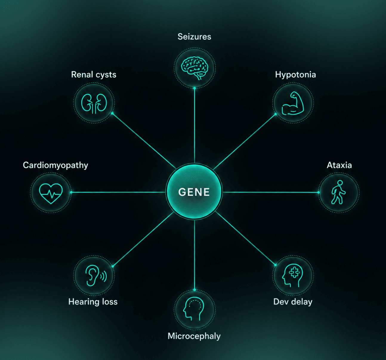 Phenotype to gene network